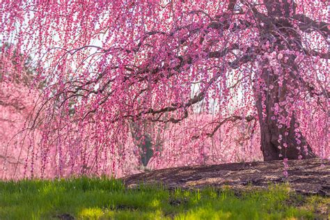 The Secret Cherry Blossoms Spot In Dc That S Tourist Free For Maximum Social Distancing The