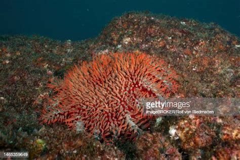 Poisonous Starfish Photos And Premium High Res Pictures Getty Images