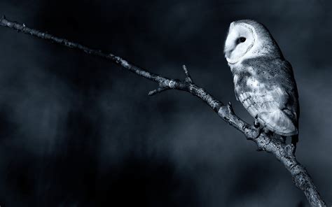 Forest Nature Branch Owl Bird Awesome Photo 7025935