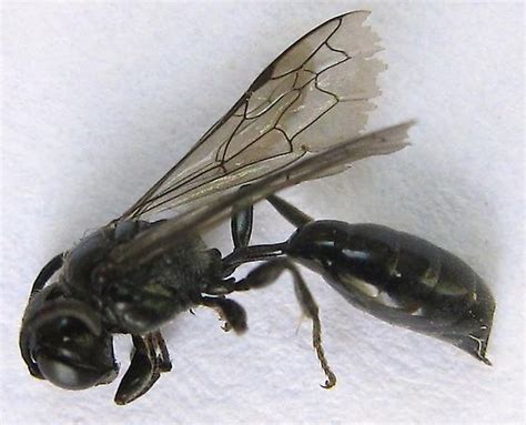 Small Black Wasp Bugguidenet