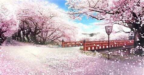 Anime Cherry Blossom Wallpaper Pc Mural Wall
