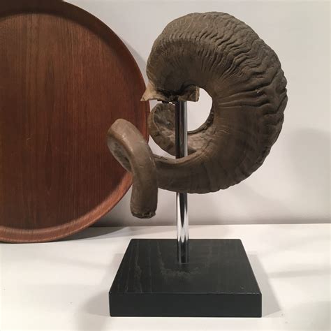Resin Casted Ram Horns Horns Antlers Etsy Uk
