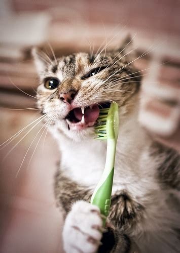 Vomiting is a frustrating problem in cats because cats seem to vomit more easily than most other species. Dental Disease is No Laughing Matter! | Paws and Prayers ...