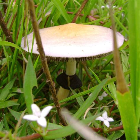 Hallucinogenic Mushroom Texas Mushrooms All Mushroom Info