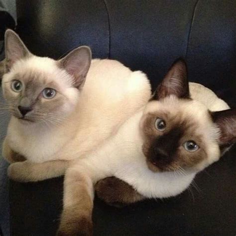 Blue Point Siamese L Seal Point Siamese R Siamese Cats Facts