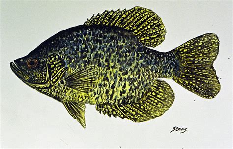 Black Crappie Painting By Stephen Emms Pixels