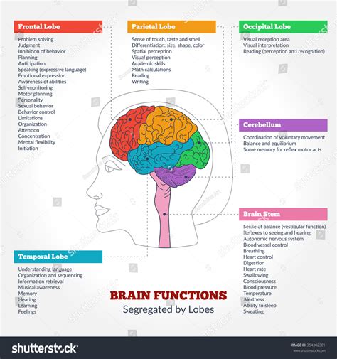Guide To The Human Brain Anatomy And Human Brain Functions Segregated