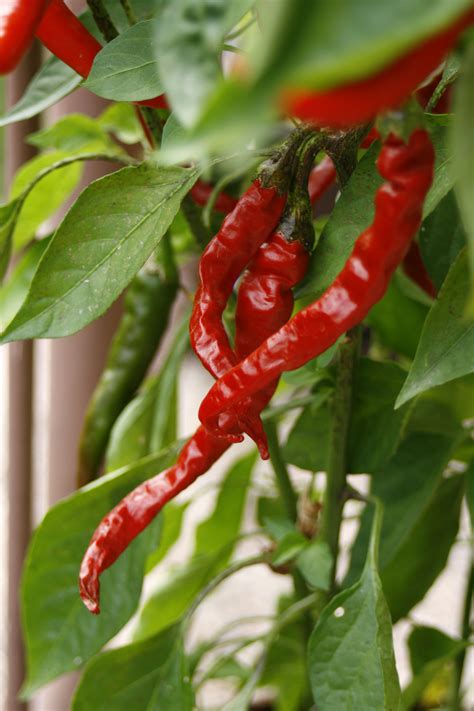red hot peppers on bush free image download