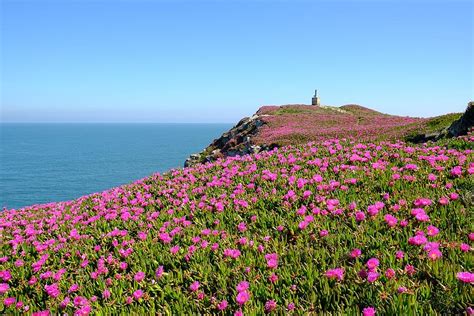 Pink Petaled Flower Field Cliff Sea Daytime Flowers Beauty In