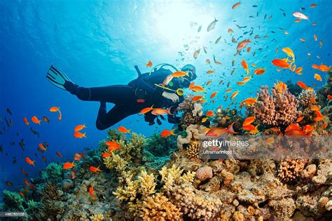Underwater Scuba Diver Explore And Enjoy Coral Reef Sea Life High Res