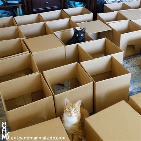 5 Reasons Why Cats Love Cardboard Boxes So Much Cardboard Cat House