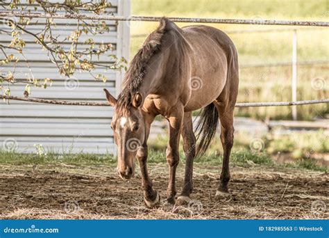 Beautiful Shot Of A Brown Horse Walking In A Farm Stock Image Image