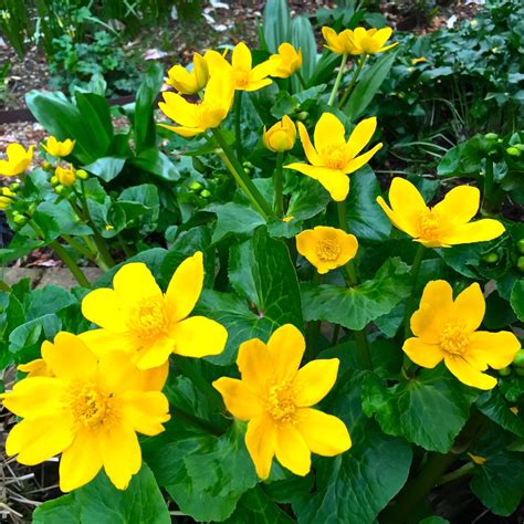 Daily Flower Candy Caltha Palustris Ssp Polypetala Marsh Marigold