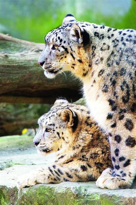Why are snow leopards special? French lover for Darj zoo snow leopards - Telegraph India