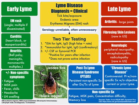 78 Infographic Lyme Diagnosis The Curbsiders