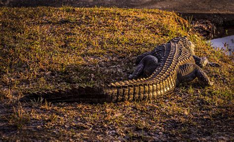 Alligator From The Rear Photograph By Zina Stromberg