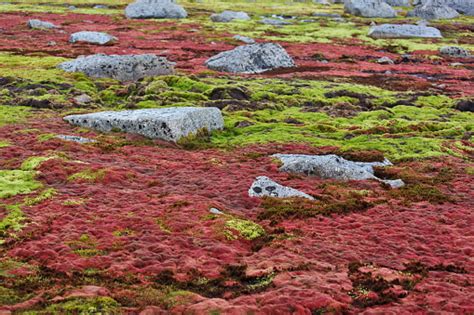 Arctic Moss Polar Region In Summer Stock Photo Download Image Now