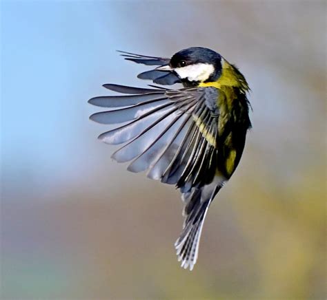 Lynda Jo Hunt On Twitter Rt Carlbovisnature Great Tit Arrival 😊🐦