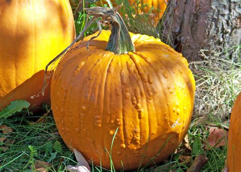 Pumpkin With Warts Free Stock Photo Public Domain Pictures