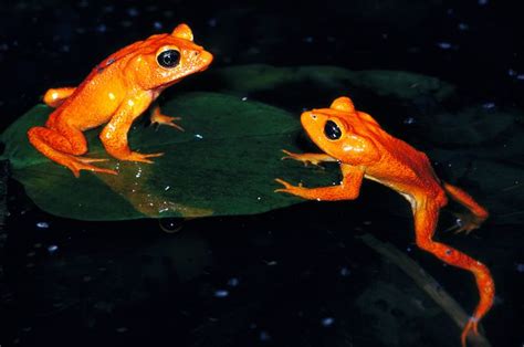 Photos Ten Most Wanted Extinct Amphibians Frog Extinct Animals