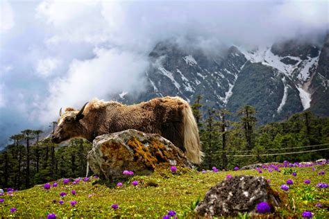 Yumthang Valley Of Flowers Sikkim India Camelkw Flickr