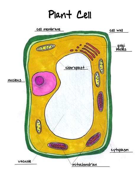 Cells Drawing At Getdrawings Free Download