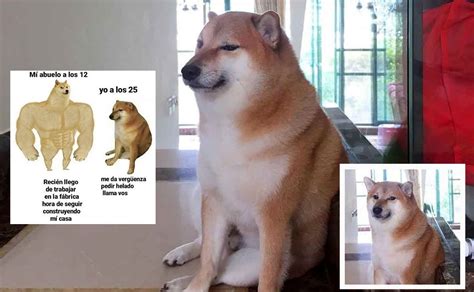 Fallece Balltze El Amado Shiba Inu Mejor Conocido Como Cheems