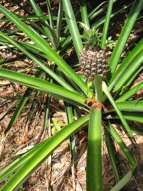 Solve problems and understand consequences. How to Grow Pineapples : 7 Steps (with Pictures ...