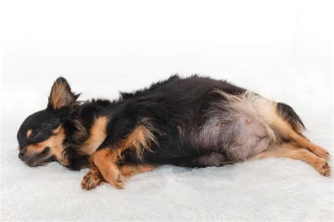 Can A Female Dog Get Pregnant After Ejaculation