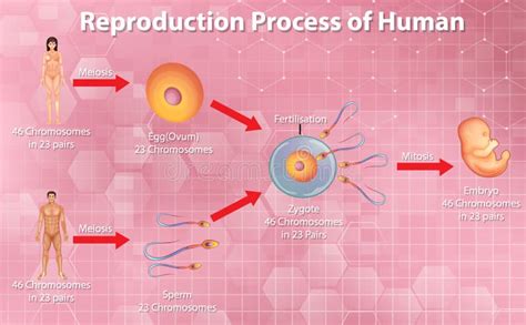 Reproductive Process Of Human Stock Vector Illustration Of Embryo