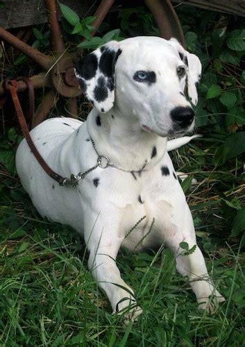 Cow spots and zebra horse lines or dalmatian dog vector. List of Blue-Eyed Dogs
