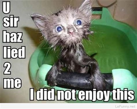 Catch The Shocking Funny Pictures Of A Wet Cat Hilarious Pets Pictures