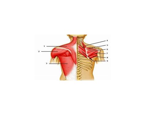 muscles of posterior shoulder Quiz