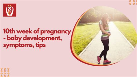 10th Week Of Pregnancy Baby Development Symptoms Tips