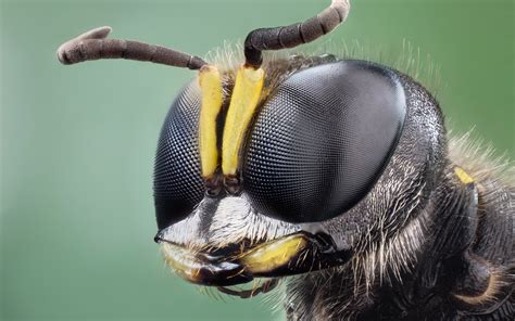 Fond Décran Animaux La Nature La Photographie Macro Insecte