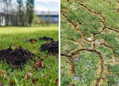 Vole Vs Mole How To Tell Which Pest Is Tunneling Through Your Yard