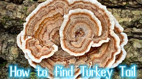 turkey tail mushrooms how to find and identify turkey tail mushrooms