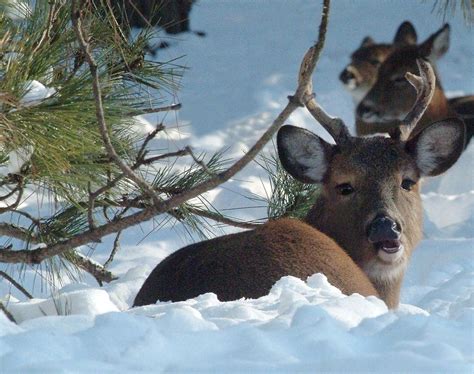 Mask Up When Dressing Deer State Health Officials Urge Hunters