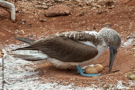 Piquero De Patas Azules De Galápagos Cuidando Sus Huevos Stock Photo