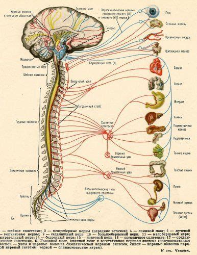 The central nervous system (the brain and spinal cord) and the the nerve roots are sites of axons belonging to sensory and motor neurons. nervous system. Can pinched nerves in an inflexible spine ...