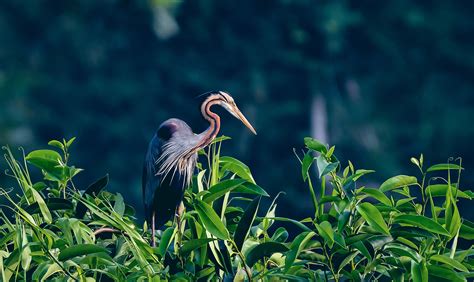Kumarakom Bird Sanctuary Tourist Places In Kottayam Bird