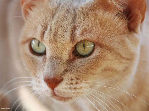7 Awesome Pictures Of Orange Tabby Cats Biological
