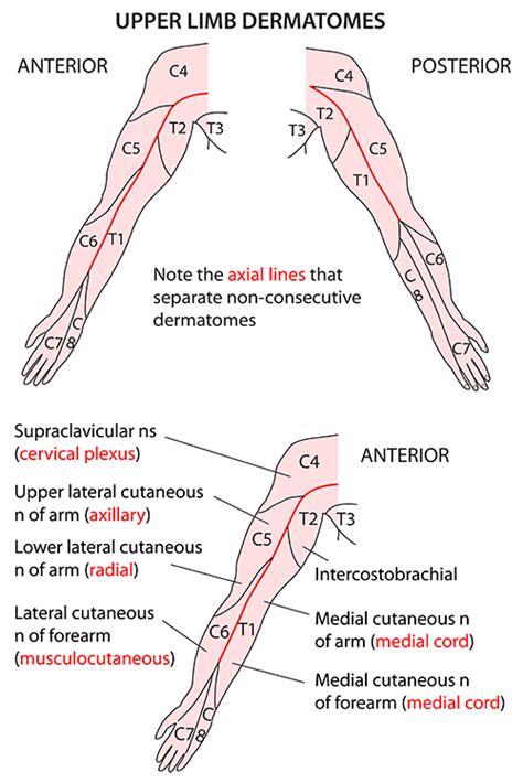 Upper Limb Nerves Skin Dermatomes Human Anatomy And Physiology