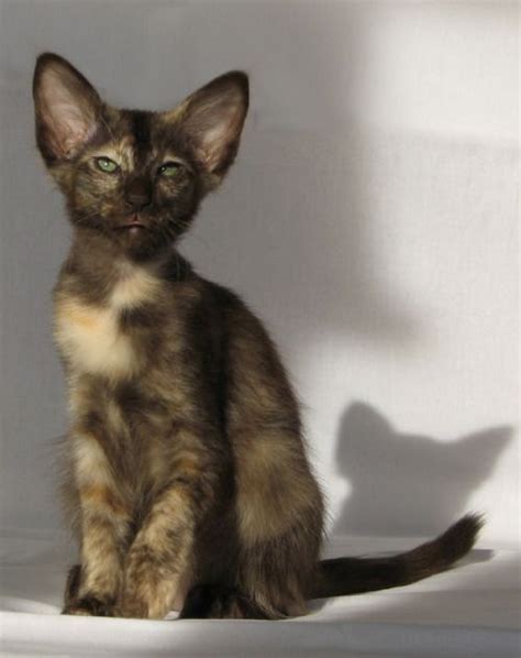 Chocolate Tortie Tortie Oriental Shorthair Domestic Cat