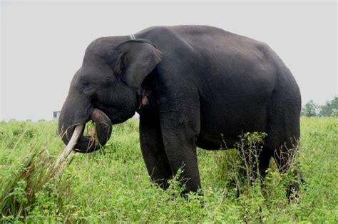 erek2 gajah