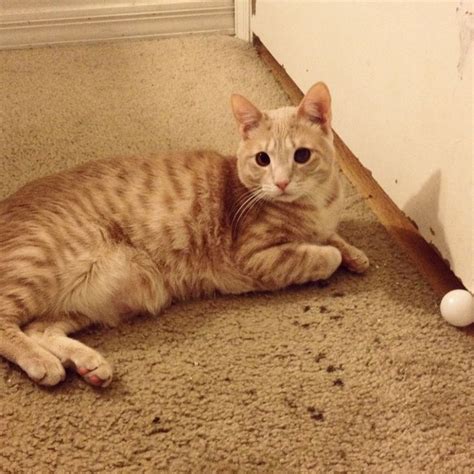Bengal cats can be housed like any domesticated cat, meaning they can be allowed free range of the what does a bengal cat eat? 9 Cute Bengal Orange Tabby Mix Wallpaper in 2020 | Orange ...