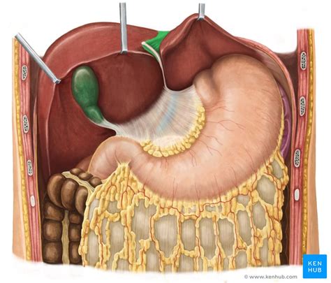 Abdominal Cavity Supracolic Compartment Anatomy Kenhub