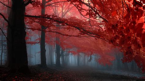 Brume Forêt Arbres Lautomne Les Feuilles Rouges Fonds Décran