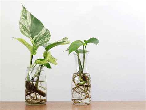 What Plants Can You Grow In Water F