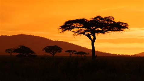 Typical African Golden Sunset With Acacia Tree In Serengeti National